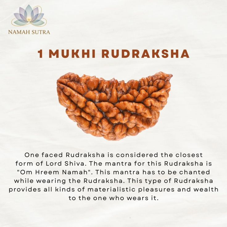 Rudraksha