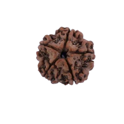 5 Mukhi Rudraksha – Original Nepal Rudraksha